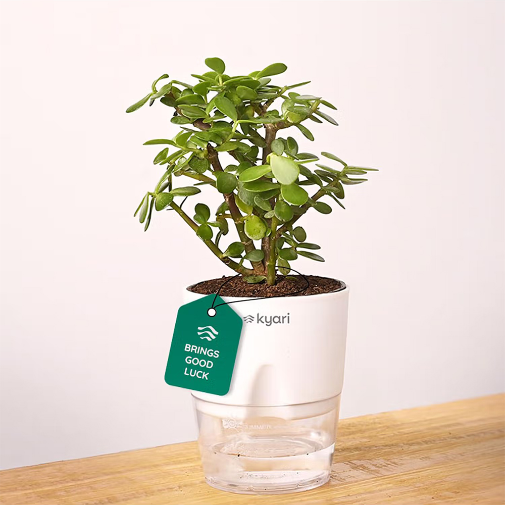 KYARI White Lucky Jade Plant with Pot