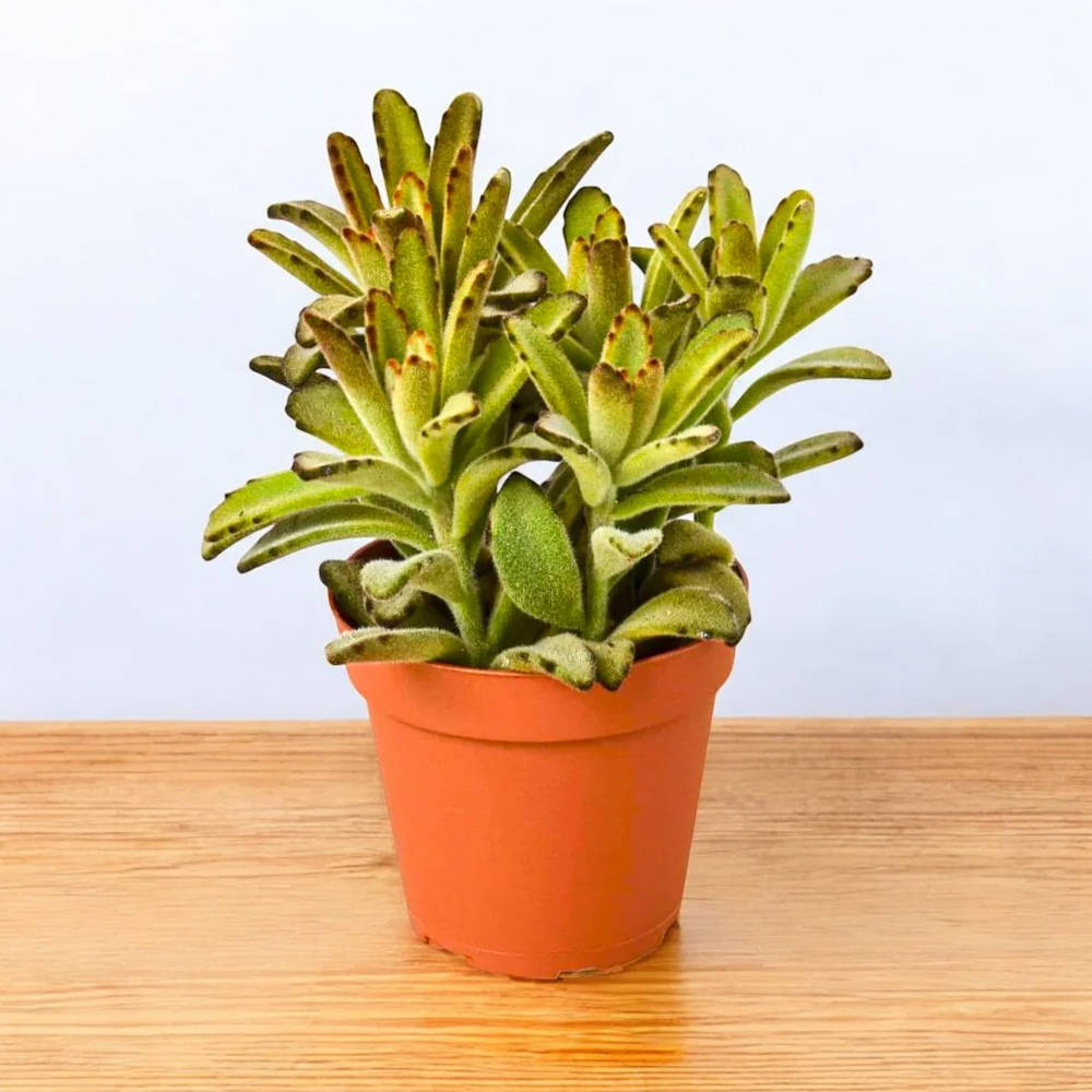 Kalanchoe Tomentosa Chocolate Soldier