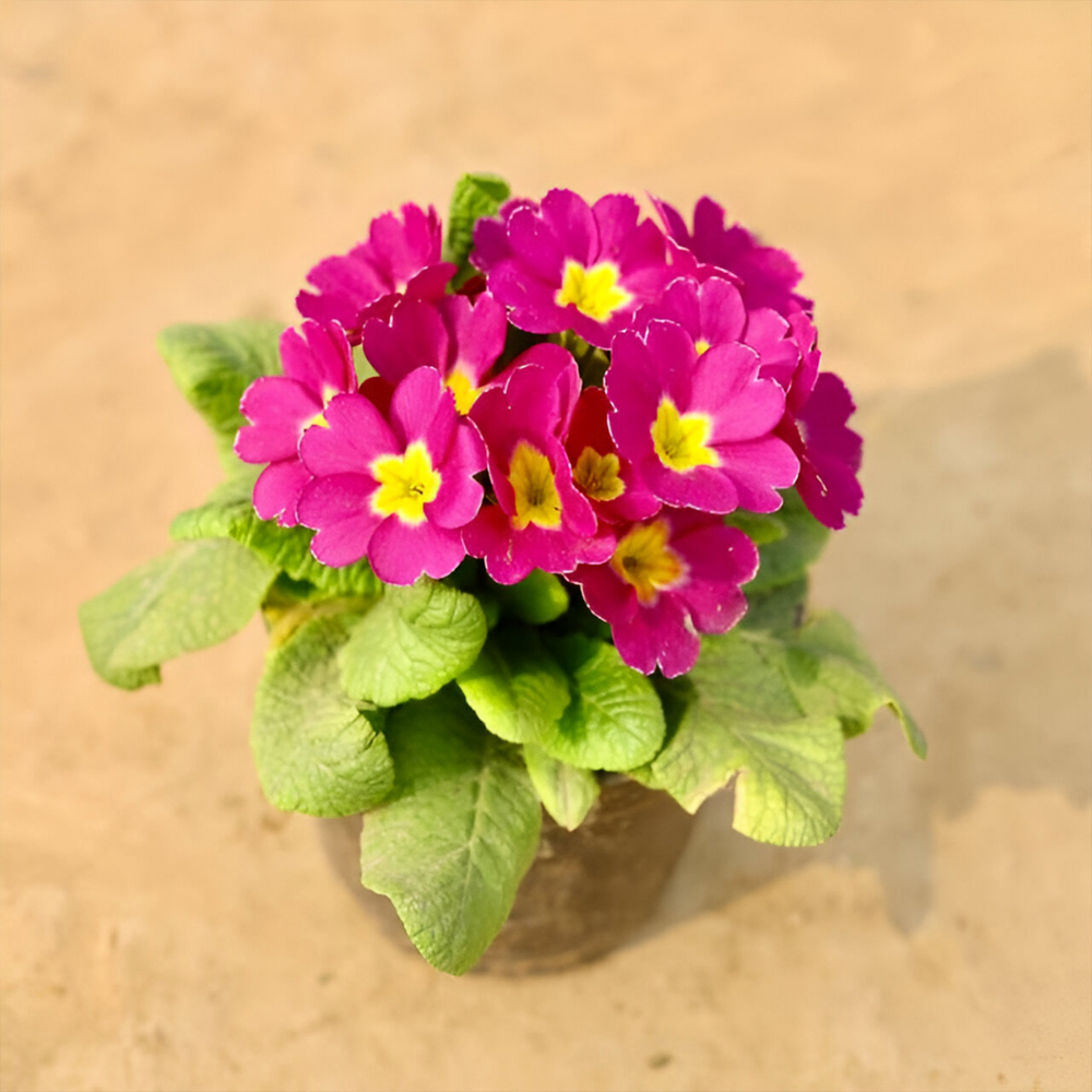 Primula Rosea/Primrose