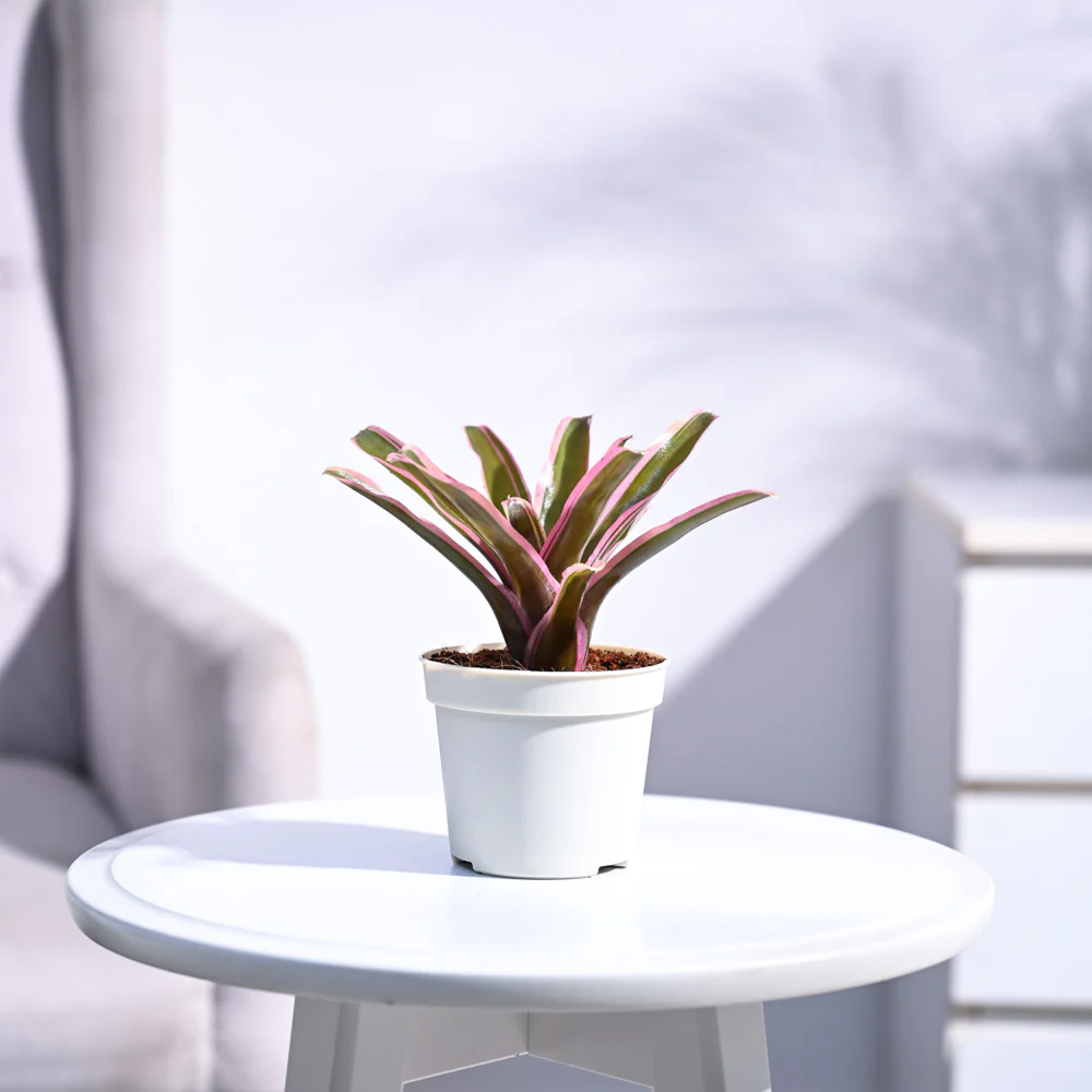 Red Bromeliad