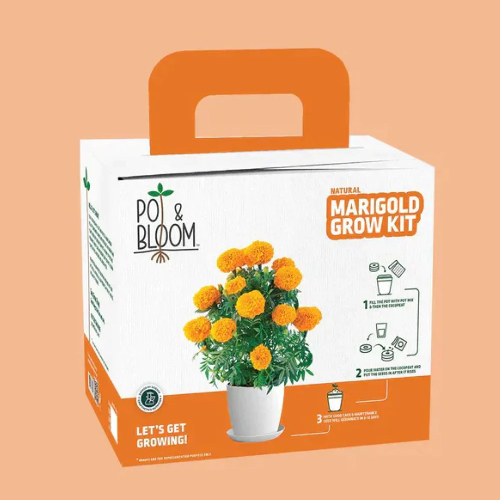 Marigold Grow Kit
