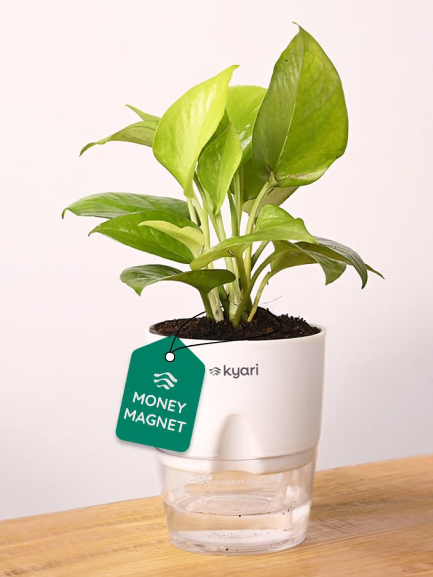 KYARI White Golden Money Plant with Pot