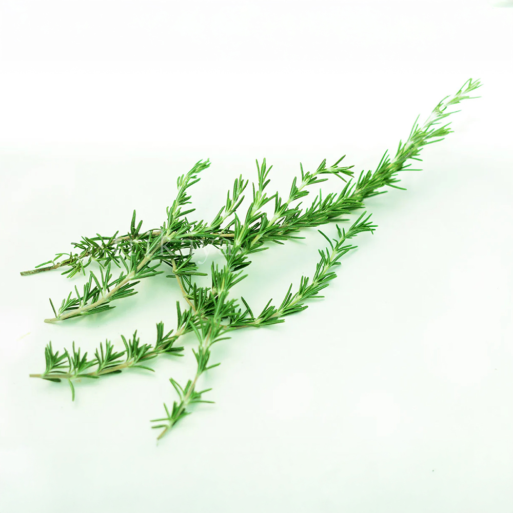 Rosemary Fresh