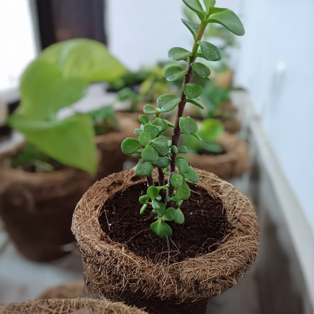 iLearnNGrow DIY Gardening Kit